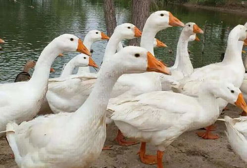 农村养鸡鸭的多，为何养鹅的很少？四点原因解析，农民想养却不敢养