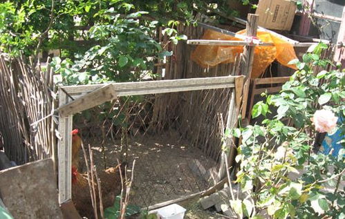 更楼居民注意 鸡鸭养殖新规，任性饲养不可取