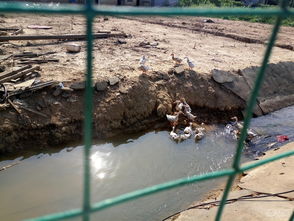 431车友会葡萄采摘与田园养殖体验 一次亲近自然的欢乐聚会