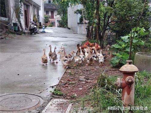 鸡鸭养殖与文明创卫的冲突 一个村庄的治理困境