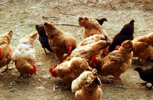 从校园到田园 一位大学生的土特产创业梦与400万销售额的鸡鸭养殖传奇