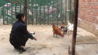 单位空地变农场 交警养鸡鸭，上级称“无可厚非”引热议