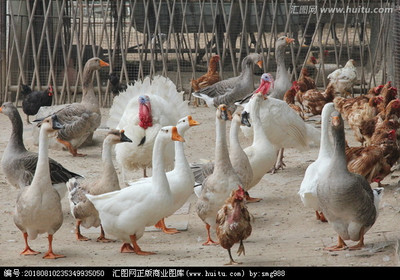 从鸡鸭鹅养殖到鸡鸭养殖 降本增效与市场差异全解析